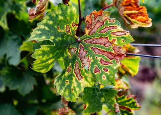 3 MONATE SEO WEIN CLUB ABONEMENTS